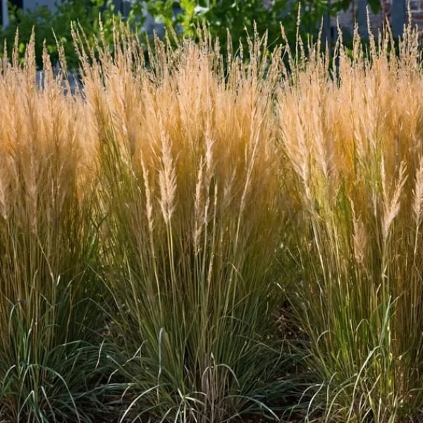 Krukkeplanter Indendørs^Sandrør - Calamagrostis 'Karl Foerster' - Højde 40-60cm - ⌀23cm