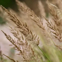 Krukkeplanter Indendørs^Sandrør - Calamagrostis 'Karl Foerster' - Højde 40-60cm - ⌀23cm