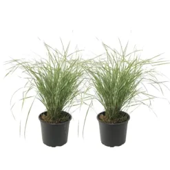 Hot Sandrør - Sæt 2 - Calamagrostis acutiflora x 'Overdam' - Højde 20-30cm - ⌀23cm Haveplanter