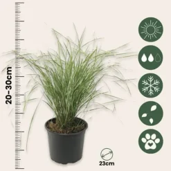 Hot Sandrør - Sæt 2 - Calamagrostis acutiflora x 'Overdam' - Højde 20-30cm - ⌀23cm Haveplanter