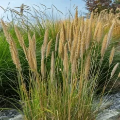 Hot Sandrør - Sæt 2 - Calamagrostis acutiflora x 'Overdam' - Højde 20-30cm - ⌀23cm Haveplanter
