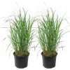 Best Sandrør - Sæt med 2 - Calamagrostis 'Karl Foerster' - Højde 40-60cm - ⌀23cm Krukkeplanter Indendørs