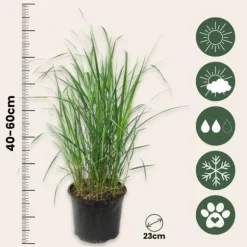 Best Sandrør - Sæt med 2 - Calamagrostis 'Karl Foerster' - Højde 40-60cm - ⌀23cm Krukkeplanter Indendørs
