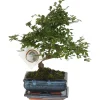 Krukkeplanter Indendørs^S-formet bonsai - Zelkova serrata - Højde 20-25cm - ⌀15cm
