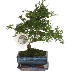 Krukkeplanter Indendørs^S-formet bonsai - Zelkova serrata - Højde 20-25cm - ⌀15cm