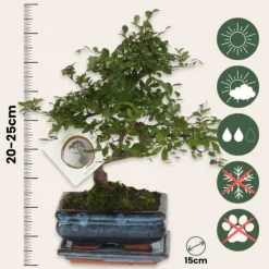 Krukkeplanter Indendørs^S-formet bonsai - Zelkova serrata - Højde 20-25cm - ⌀15cm
