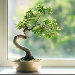 Krukkeplanter Indendørs^S-formet bonsai - Zelkova serrata - Højde 20-25cm - ⌀15cm