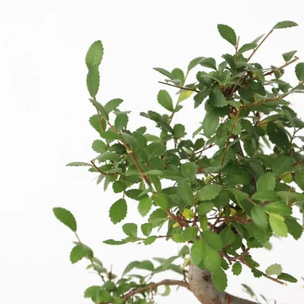 Krukkeplanter Indendørs^S-formet bonsai - Zelkova serrata - Højde 20-25cm - ⌀15cm