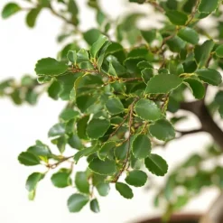 Krukkeplanter Indendørs^S-formet bonsai - Zelkova serrata - Højde 20-25cm - ⌀15cm