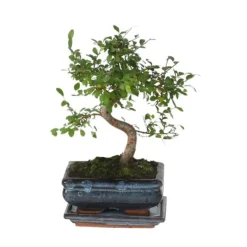 Krukkeplanter Indendørs^S-formet bonsai - Zelkova serrata - Højde 20-30cm - ⌀20cm