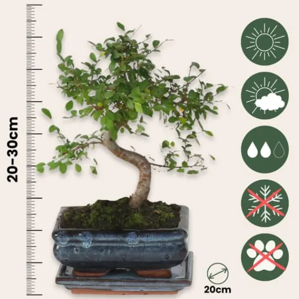 Krukkeplanter Indendørs^S-formet bonsai - Zelkova serrata - Højde 20-30cm - ⌀20cm