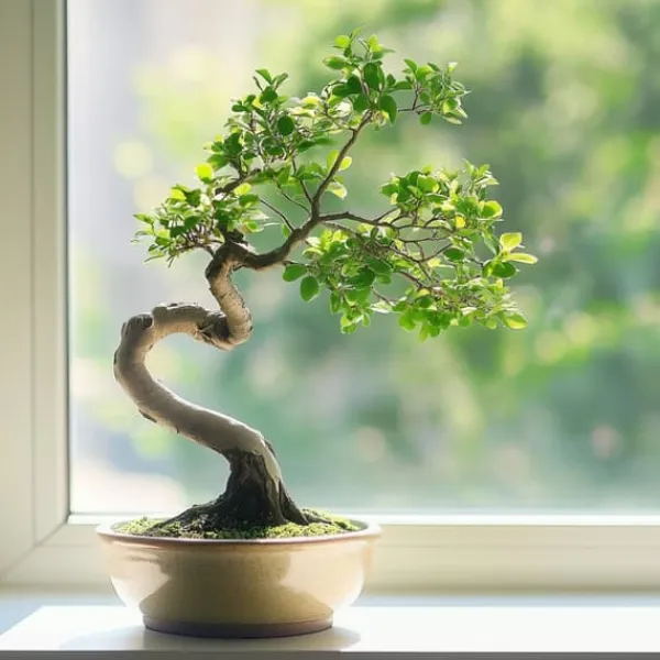 Krukkeplanter Indendørs^S-formet bonsai - Zelkova serrata - Højde 20-30cm - ⌀20cm