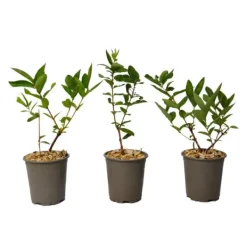 Best Sibirisk blåbær - Sæt med 3 - Lonicera kamtchatica - Højde 25-40cm - ⌀9cm Buskads