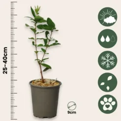 Best Sibirisk blåbær - Sæt med 3 - Lonicera kamtchatica - Højde 25-40cm - ⌀9cm Buskads