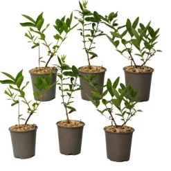 Discount Sibirisk blåbær - Sæt med 6 - Lonicera kamtchatica - Højde 25-40cm - ⌀9cm Buskads