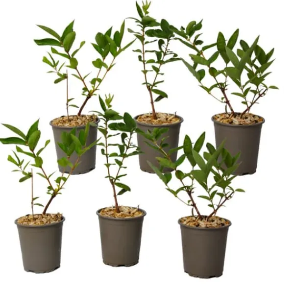Discount Sibirisk blåbær - Sæt med 6 - Lonicera kamtchatica - Højde 25-40cm - ⌀9cm Buskads