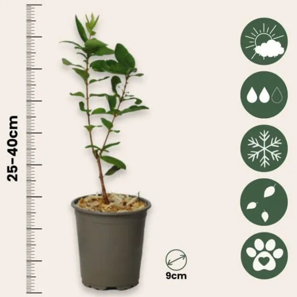 Discount Sibirisk blåbær - Sæt med 6 - Lonicera kamtchatica - Højde 25-40cm - ⌀9cm Buskads