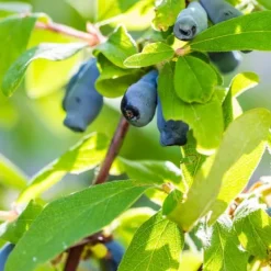Discount Sibirisk blåbær - Sæt med 6 - Lonicera kamtchatica - Højde 25-40cm - ⌀9cm Buskads