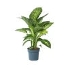 Krukkeplanter Indendørs^Sigøjnerblad - Dieffenbachia 'Tropic' - Højde 70-80cm - ⌀24cm