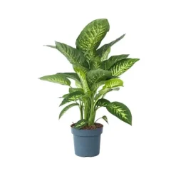 Krukkeplanter Indendørs^Sigøjnerblad - Dieffenbachia 'Tropic' - Højde 70-80cm - ⌀24cm