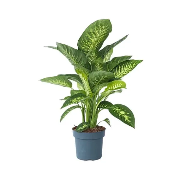 Krukkeplanter Indendørs^Sigøjnerblad - Dieffenbachia 'Tropic' - Højde 70-80cm - ⌀24cm