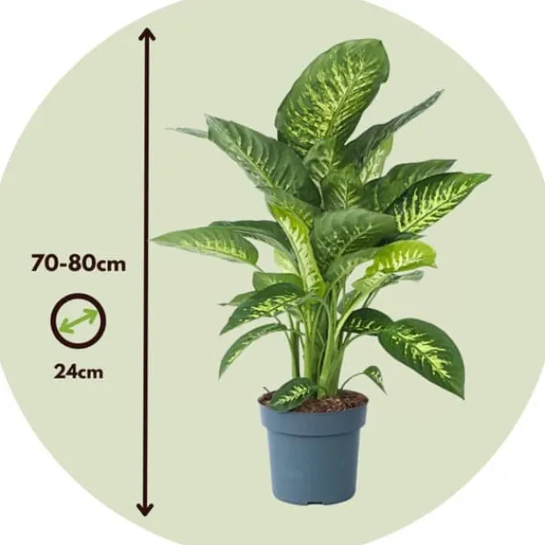 Krukkeplanter Indendørs^Sigøjnerblad - Dieffenbachia 'Tropic' - Højde 70-80cm - ⌀24cm