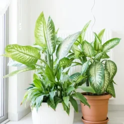 Krukkeplanter Indendørs^Sigøjnerblad - Dieffenbachia 'Tropic' - Højde 70-80cm - ⌀24cm