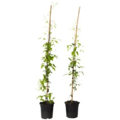 Skovranke - 2 stk. - Clematis 'The President' - Højde 100-120cm - ⌀17cm Haveplanter