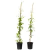 Haveplanter^Skovranke - 2 stk. - Clematis 'Hagley Hybrid' - Højde 100-120cm - ⌀17cm