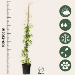 Haveplanter^Skovranke - 2 stk. - Clematis 'Hagley Hybrid' - Højde 100-120cm - ⌀17cm