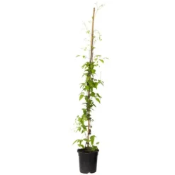 New Skovranke - Clematis 'Hagley Hybrid' - Højde 100-120cm - ⌀17cm Haveplanter