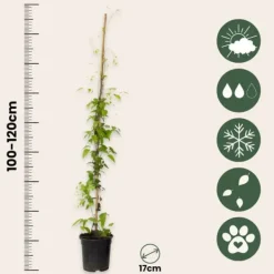 New Skovranke - Clematis 'Hagley Hybrid' - Højde 100-120cm - ⌀17cm Haveplanter