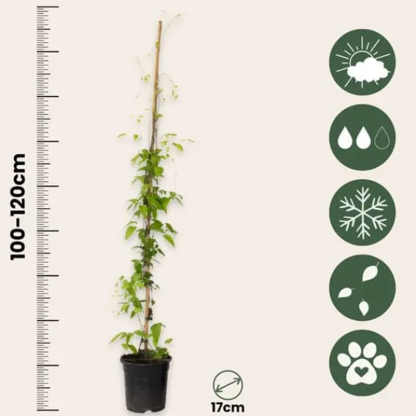 New Skovranke - Clematis 'Hagley Hybrid' - Højde 100-120cm - ⌀17cm Haveplanter