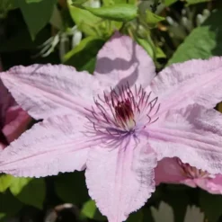 New Skovranke - Clematis 'Hagley Hybrid' - Højde 100-120cm - ⌀17cm Haveplanter