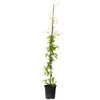 Haveplanter^Skovranke - Clematis 'The President' - Højde 100-120cm - ⌀17cm