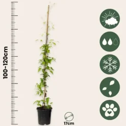 Haveplanter^Skovranke - Clematis 'The President' - Højde 100-120cm - ⌀17cm