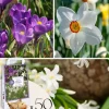 Frø^Skyggehaveboks - 50 blomsterløg til skygge og halvskygge