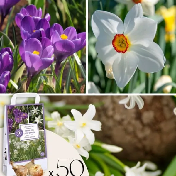 Frø^Skyggehaveboks - 50 blomsterløg til skygge og halvskygge