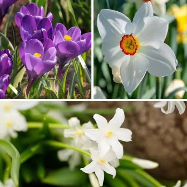 Frø^Skyggehaveboks - 50 blomsterløg til skygge og halvskygge