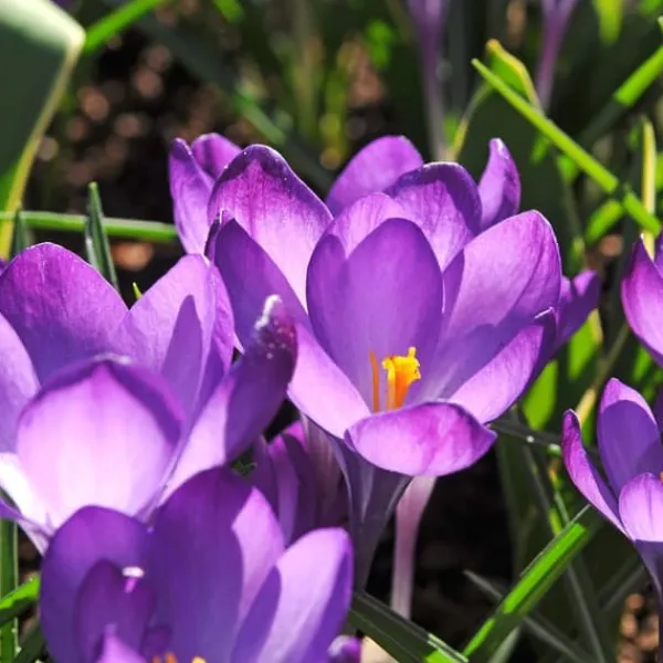 Frø^Skyggehaveboks - 50 blomsterløg til skygge og halvskygge