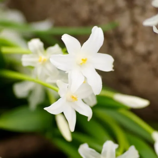 Frø^Skyggehaveboks - 50 blomsterløg til skygge og halvskygge