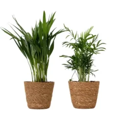 Hot Små Dypsis og Chamaedorea - Mix af 2 med kurv - Højde 25-40cm - ⌀12cm Krukkeplanter Indendørs