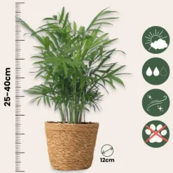 Hot Små Dypsis og Chamaedorea - Mix af 2 med kurv - Højde 25-40cm - ⌀12cm Krukkeplanter Indendørs