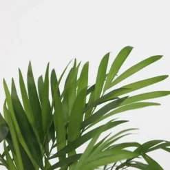 Hot Små Dypsis og Chamaedorea - Mix af 2 med kurv - Højde 25-40cm - ⌀12cm Krukkeplanter Indendørs
