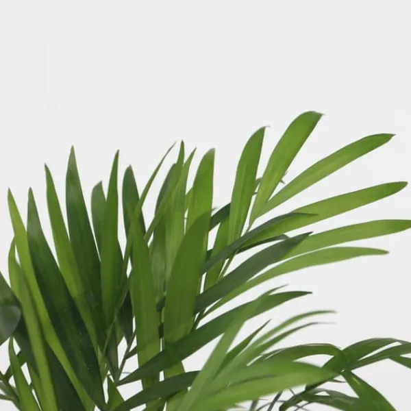 Hot Små Dypsis og Chamaedorea - Mix af 2 med kurv - Højde 25-40cm - ⌀12cm Krukkeplanter Indendørs
