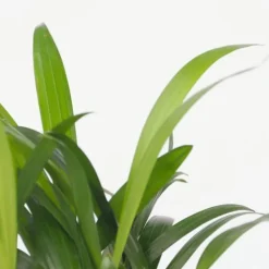 Hot Små Dypsis og Chamaedorea - Mix af 2 med kurv - Højde 25-40cm - ⌀12cm Krukkeplanter Indendørs
