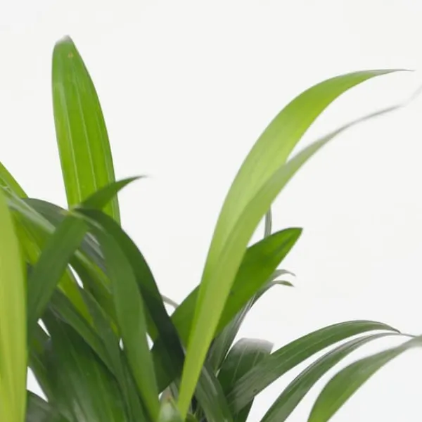 Hot Små Dypsis og Chamaedorea - Mix af 2 med kurv - Højde 25-40cm - ⌀12cm Krukkeplanter Indendørs