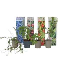 Kit Til Plante- & Urtedyrkning^Smoothie frugtplanter mix - Sæt med 4 - Højde 25-40cm - ⌀9cm