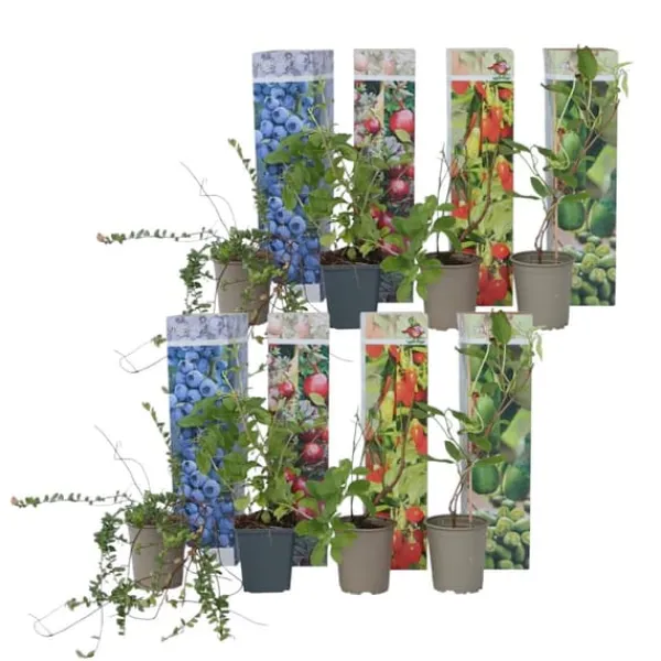 Smoothie frugtplanter mix - Sæt med 8 - Højde 25-40cm - ⌀9cm Kit Til Plante- & Urtedyrkning