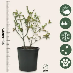 Smoothie frugtplanter mix - Sæt med 8 - Højde 25-40cm - ⌀9cm Kit Til Plante- & Urtedyrkning